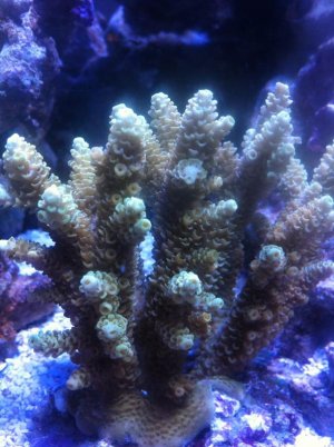 photo (2).jpg
