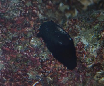 unknown3.jpg