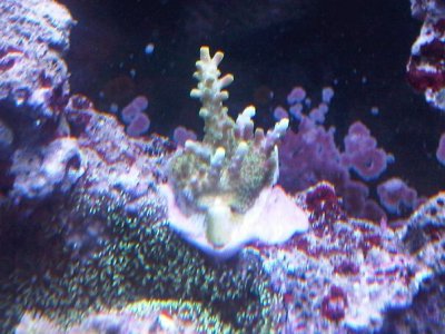 green sps.jpg