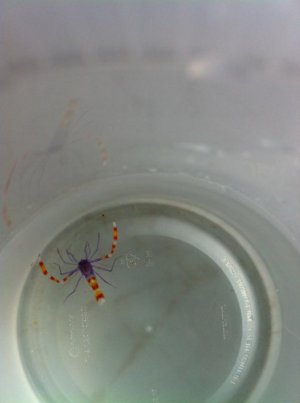 Blue Coral Banded Shrimp.jpg