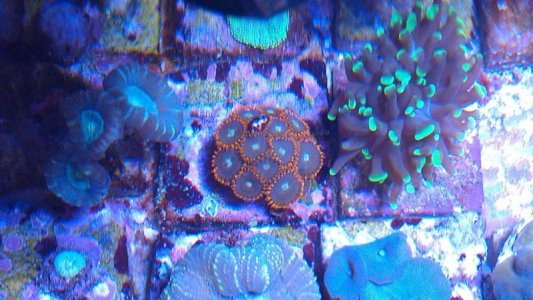 ornage zoa.jpg