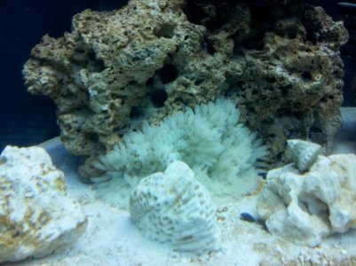 Anemone left.jpg