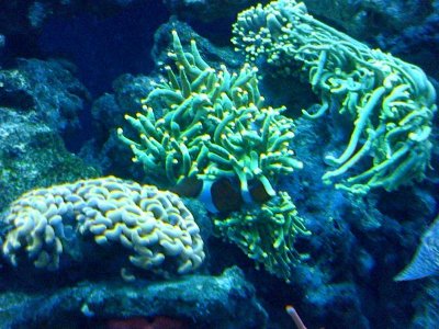 Euphyllia Close.jpg