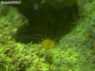 jelly_polyp7.jpg