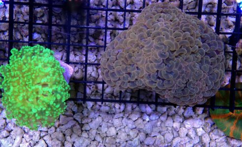 Coral1.jpg