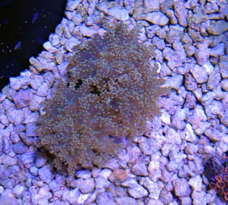 Orange Frogspawn.jpg