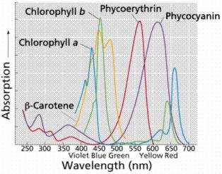 CyanobacteriaLightWavelengths.jpg