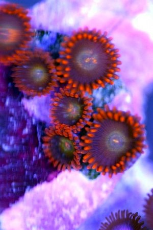 zoanthids.jpg