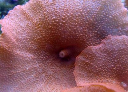 discosoma [1024x768].jpg