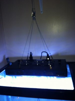 IMG_0184.jpg