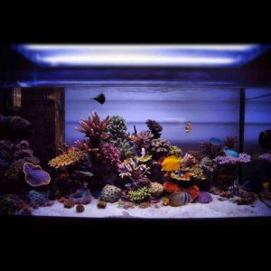 ImageUploadedByTapatalk HD1347397966.015101.jpg