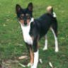 Basenji