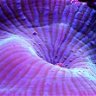 violaceous
