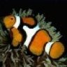 Klownfish