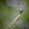 imisky