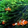 Reef Sponger