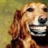 jakester