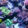 reefconcepts