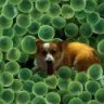 reef_corgi