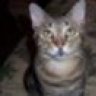 meowzer