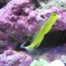 ZoomBlue