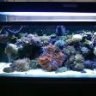 amcor3066