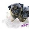 lskpugs