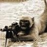 Militant Jurist