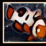 thetriggerfish