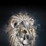 lionheart7525