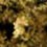 Amphibian Photo