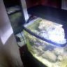 ReefCrazy101