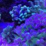 robertzoa