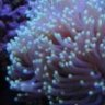 Reefopolis