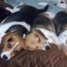 beaglemom