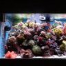 garys reef