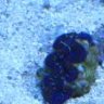 kyles 90g reef
