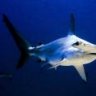 ReefingFreak