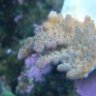 Stonefish13