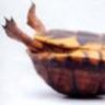 Tortuga78