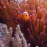 saltwater to go