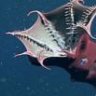 Vampyroteuthis