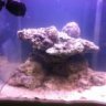 Reefcamp