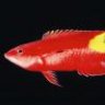 Cuban Hogfish