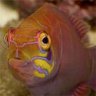 Bad_Fish