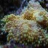 Tirol Reef