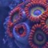 smccart22