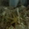 SixLegStarFish