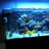 reefguy85