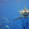 SharkBait73